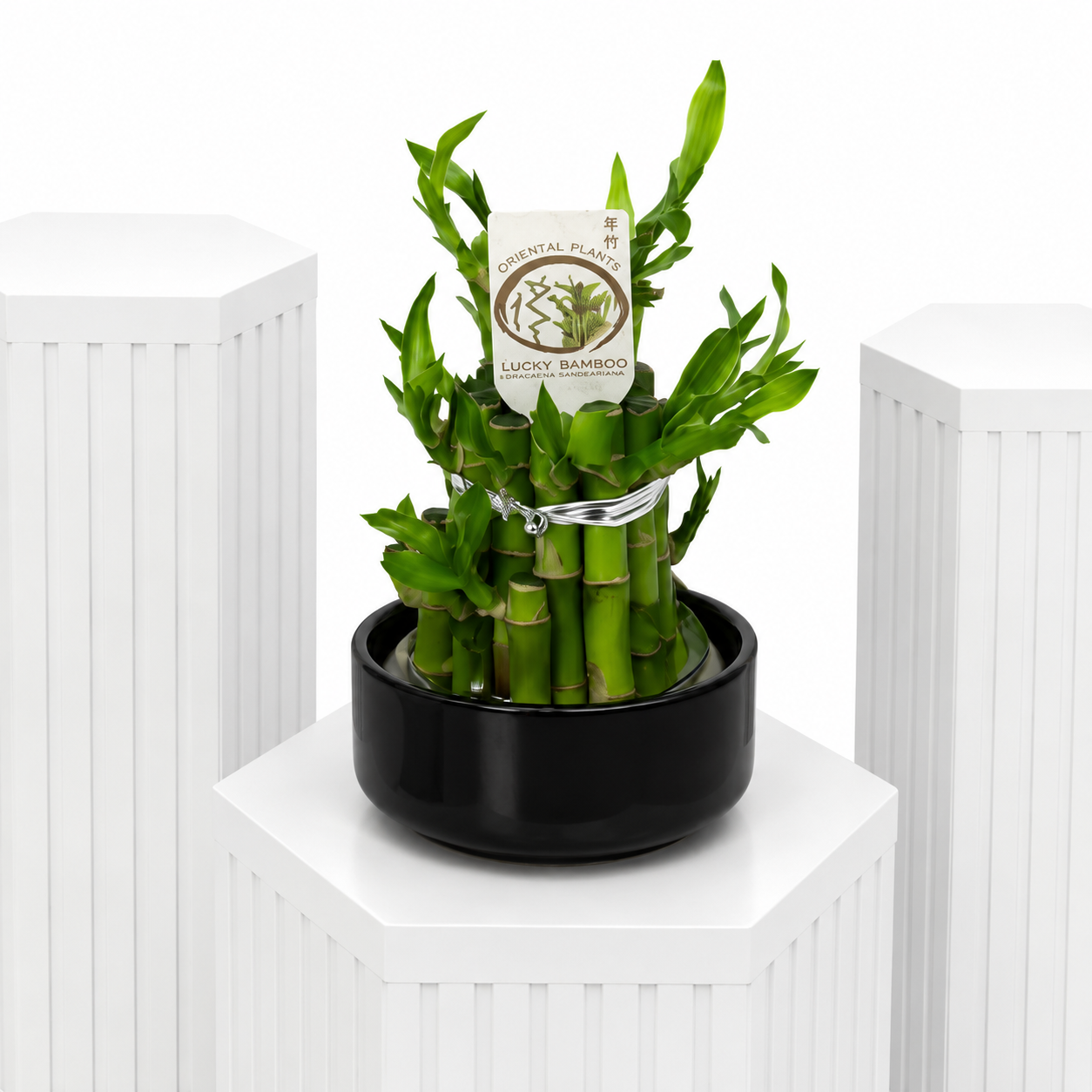 Lucky Bamboo Gesture