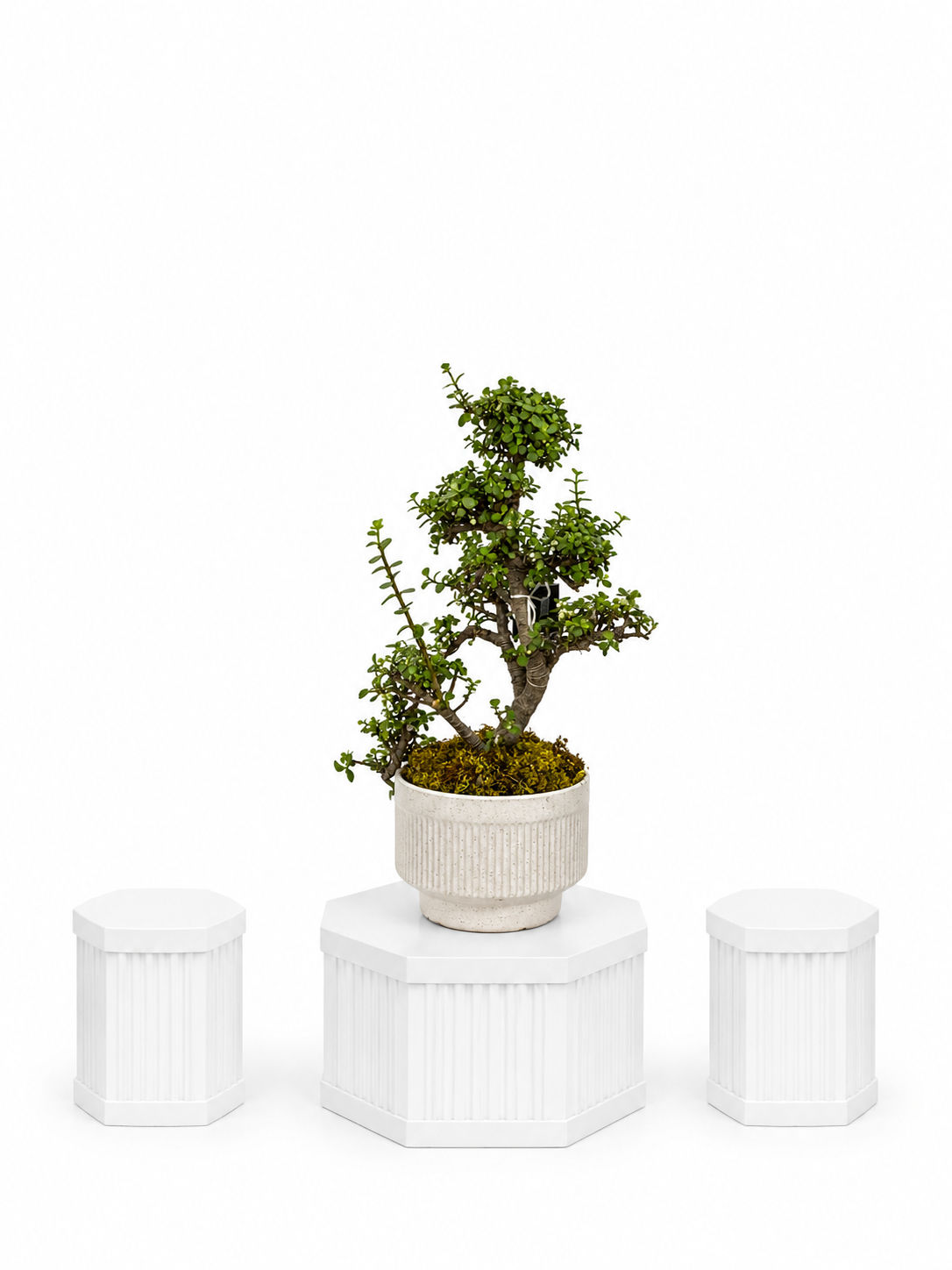 Portulacaria Bonzai