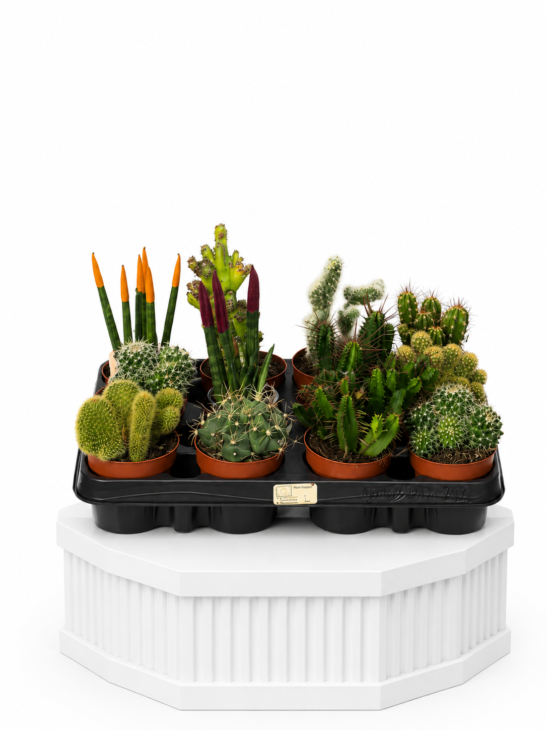 Desert Charm Cactus