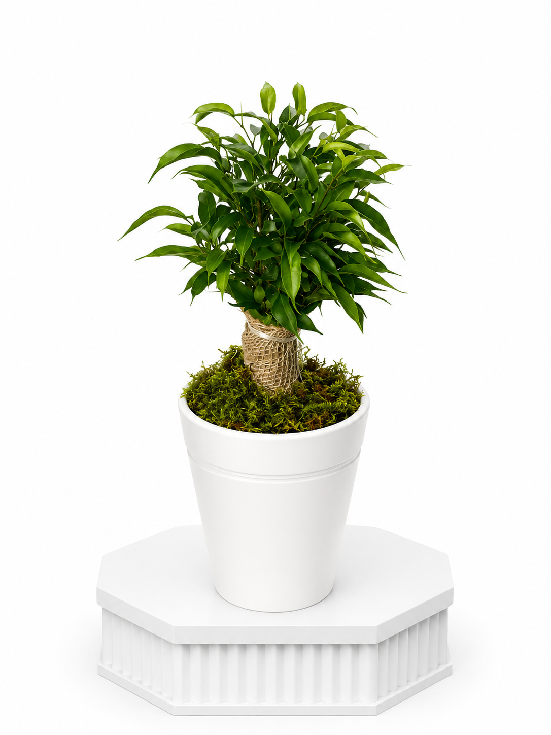 Little Oasis Ficus