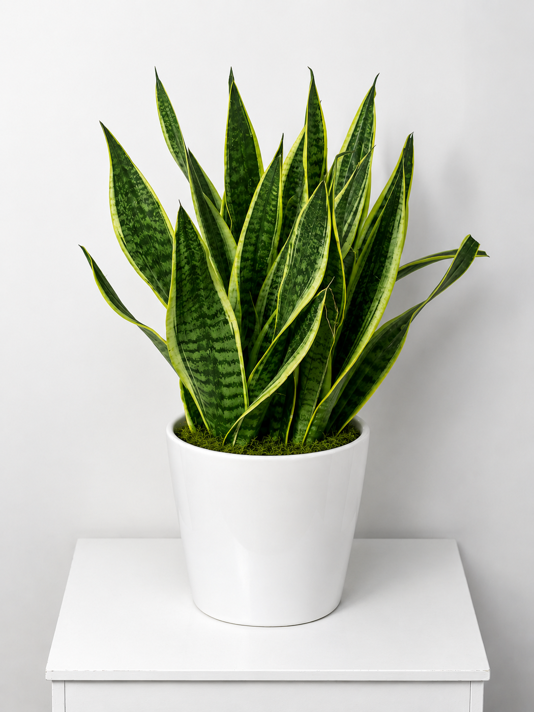 Modern Sansevieria
