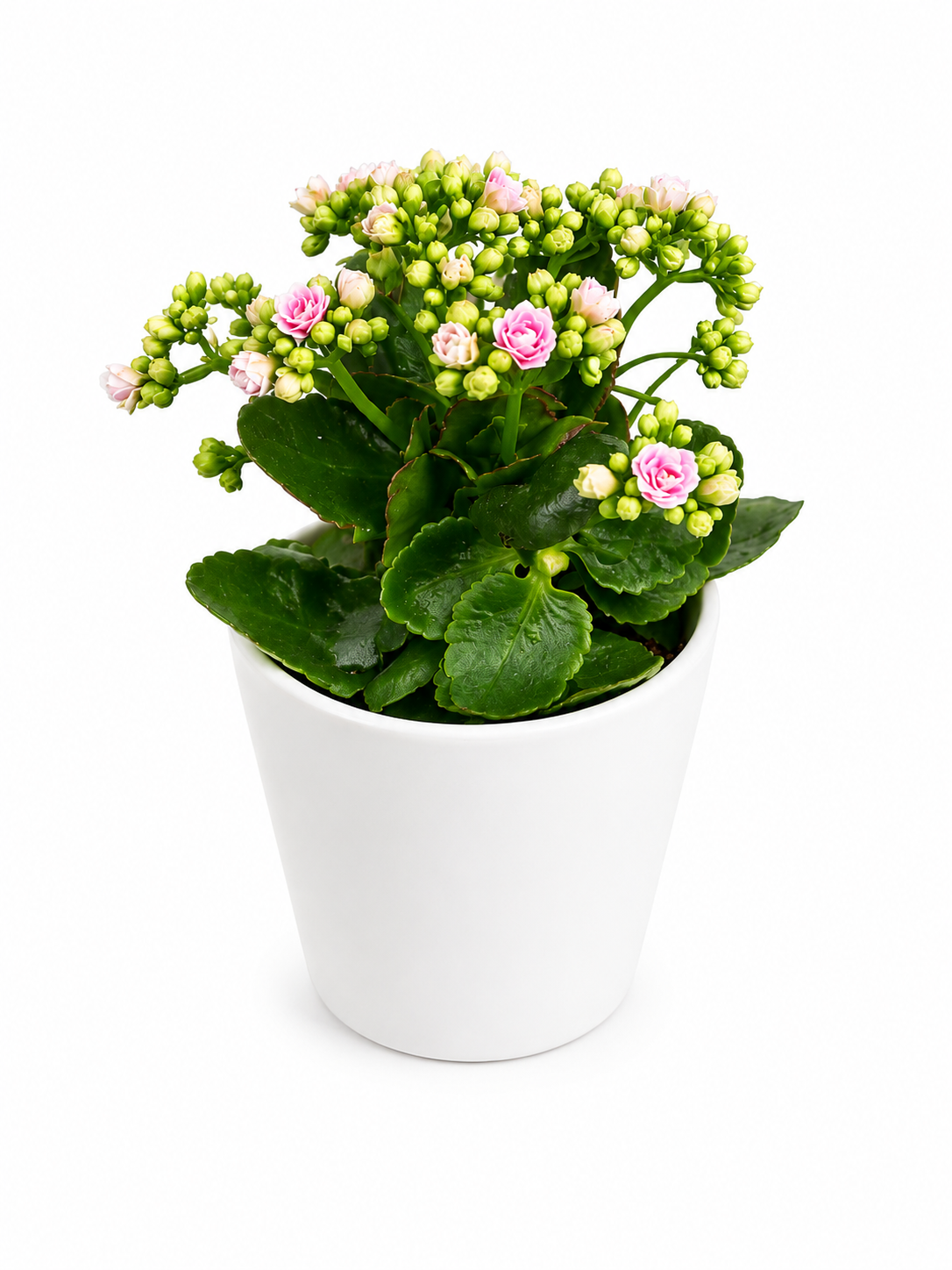 Pink Kalanchoe Delight