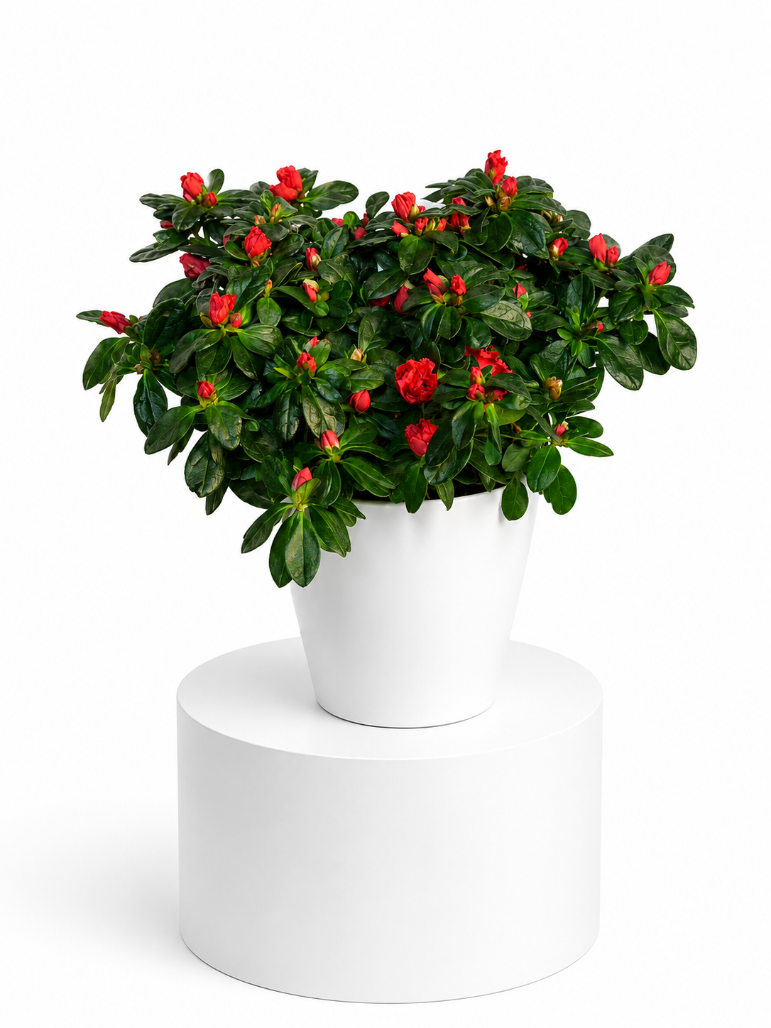 Red Bloom Azalea