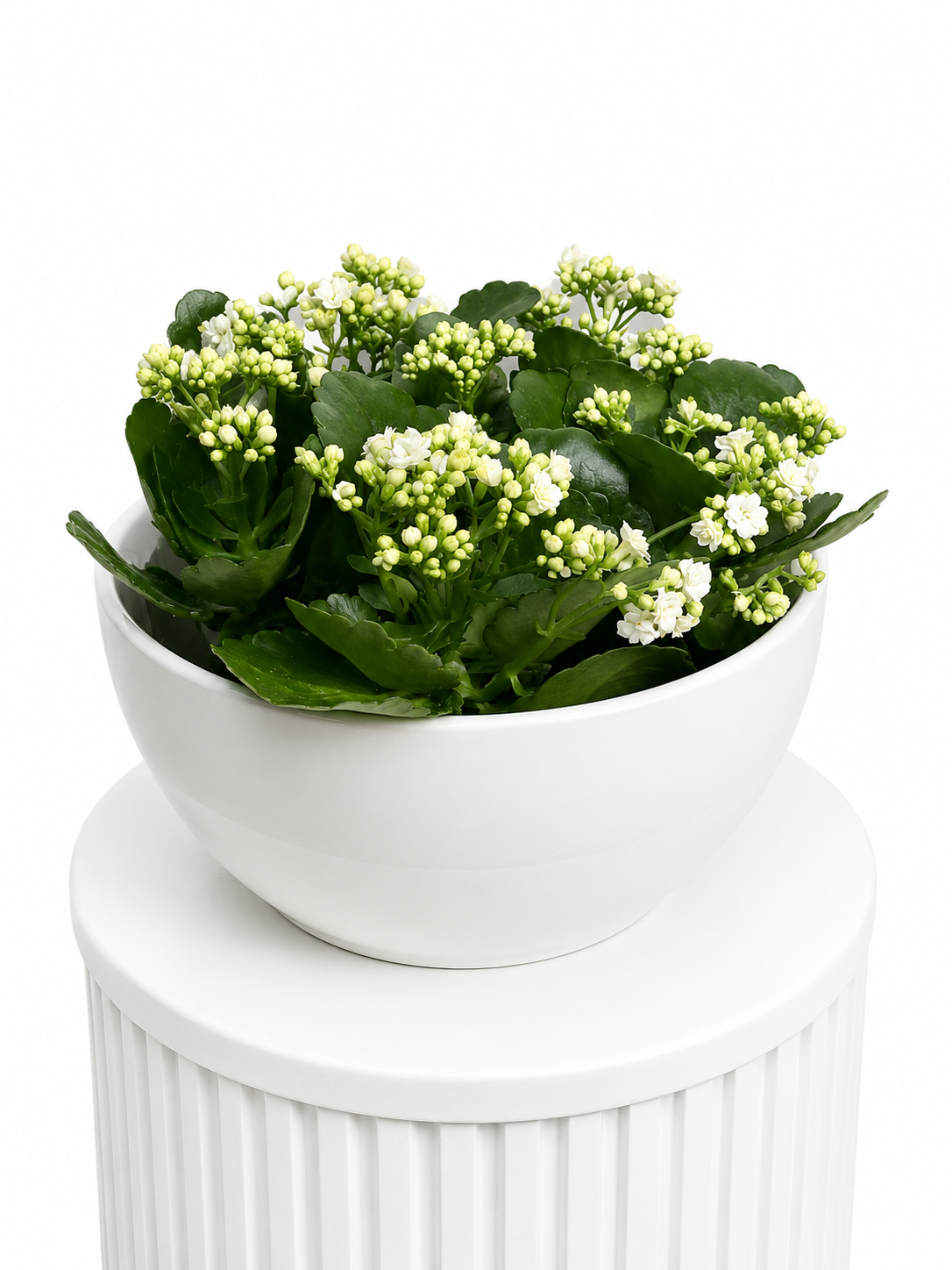 White Blush Bloom Kalanchoe