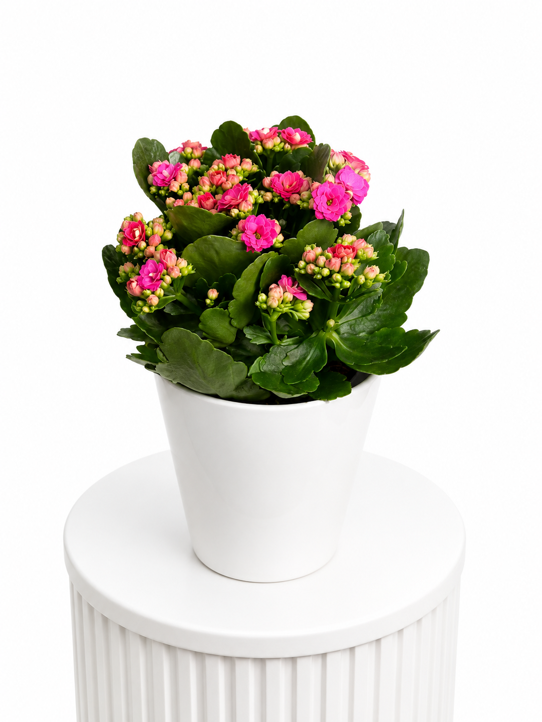 Fushia Kalanchoe Delight