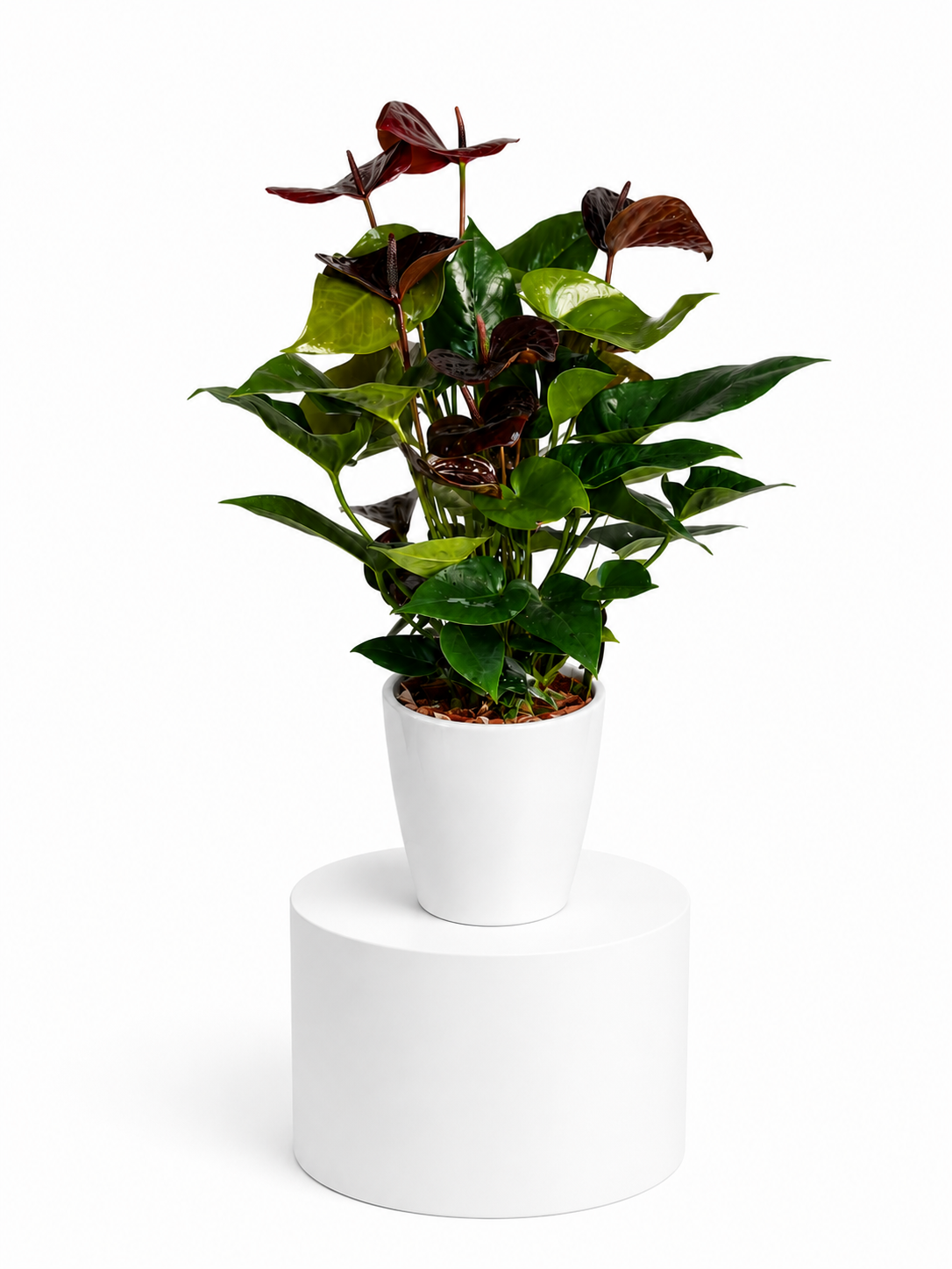 Anthurium Serenity
