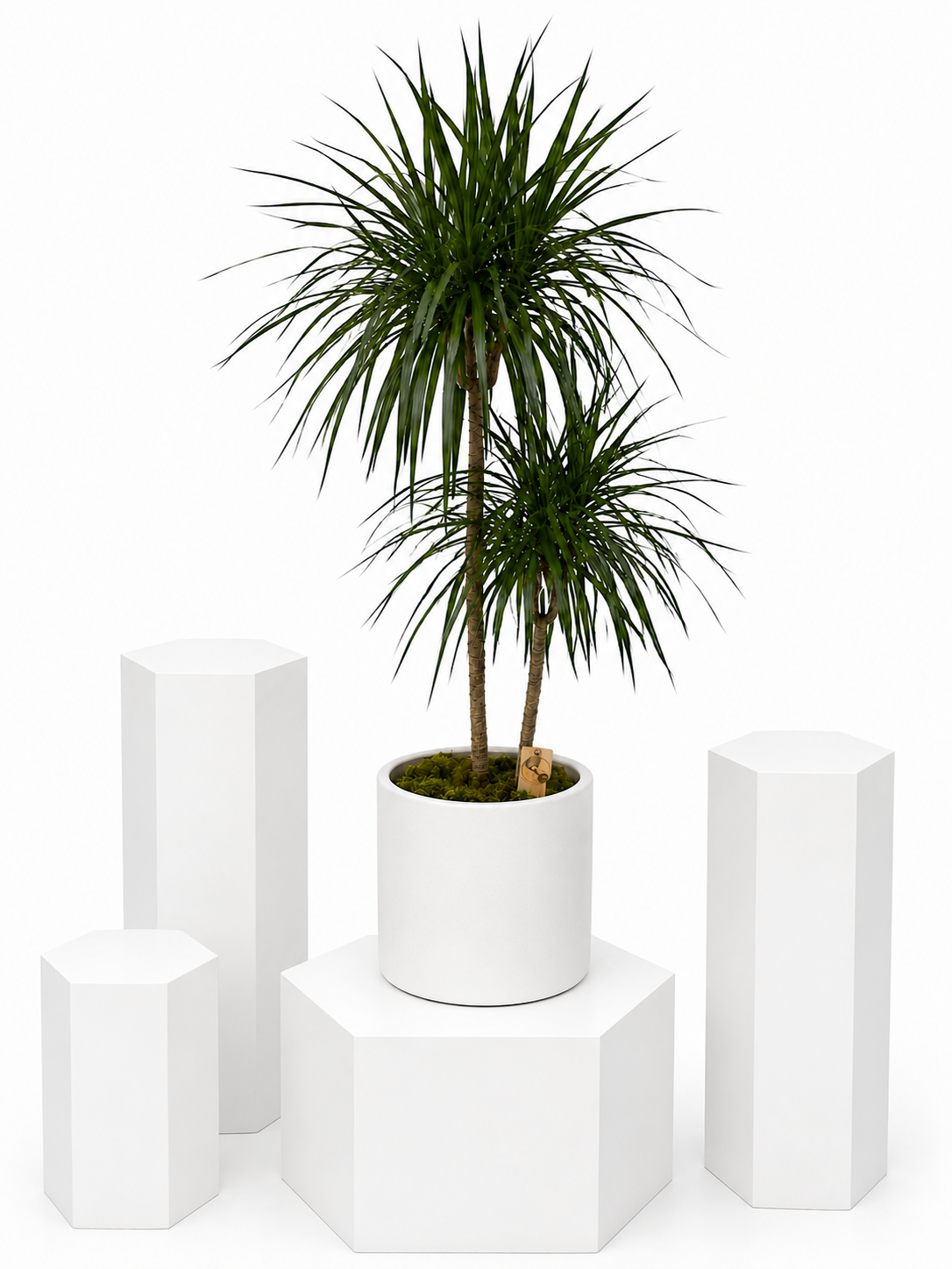 Dragon Tree Duo