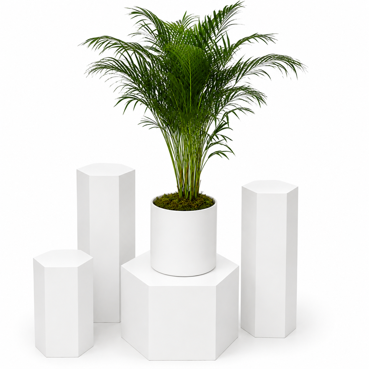 Areca Palm Elegance