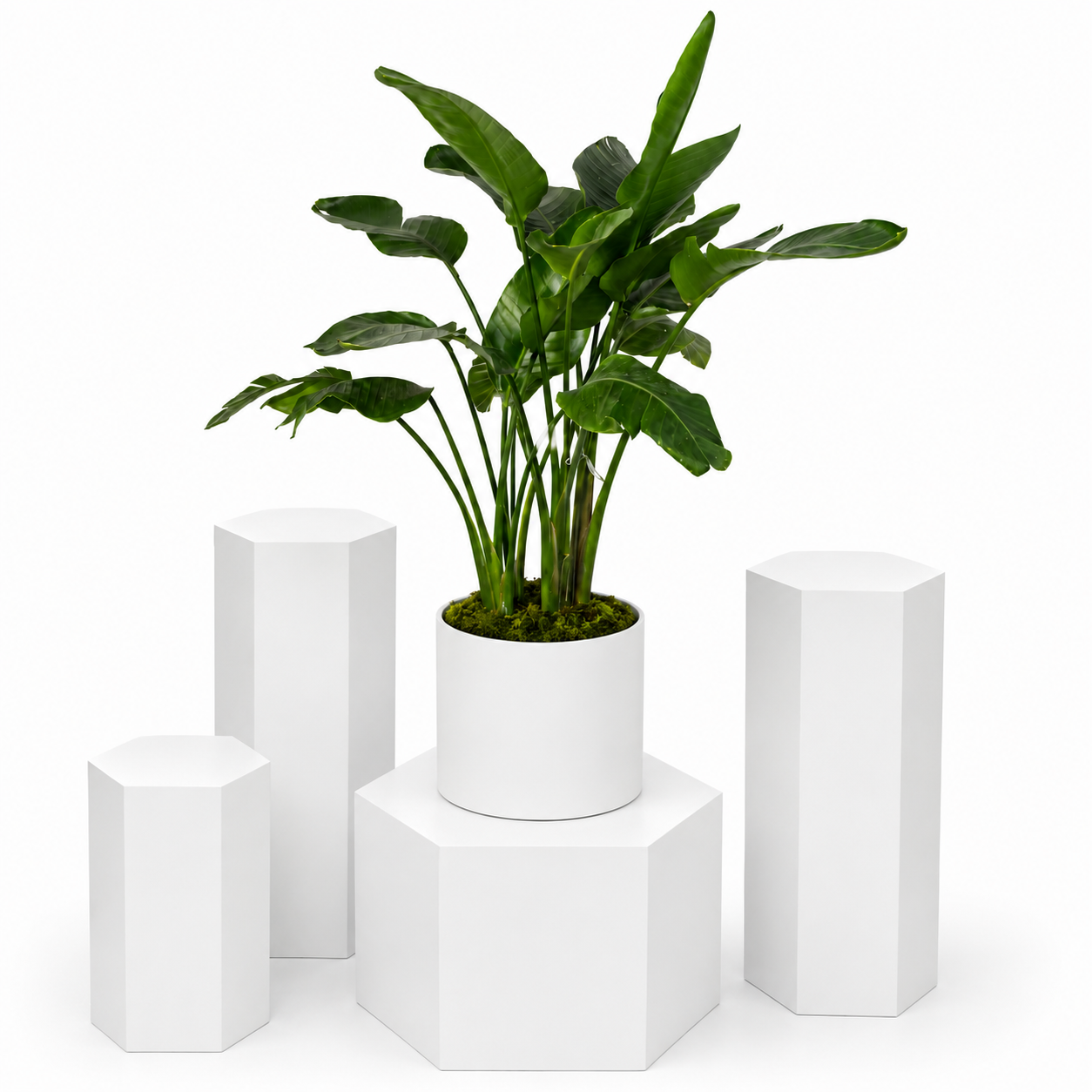 Bird of Paradise Plant