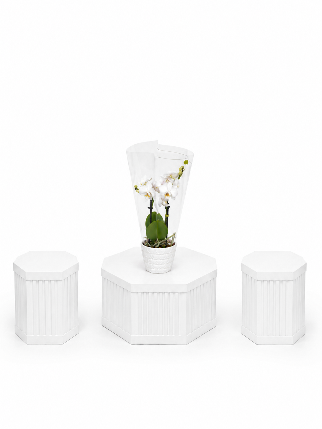 Mini White Phalaenopsis