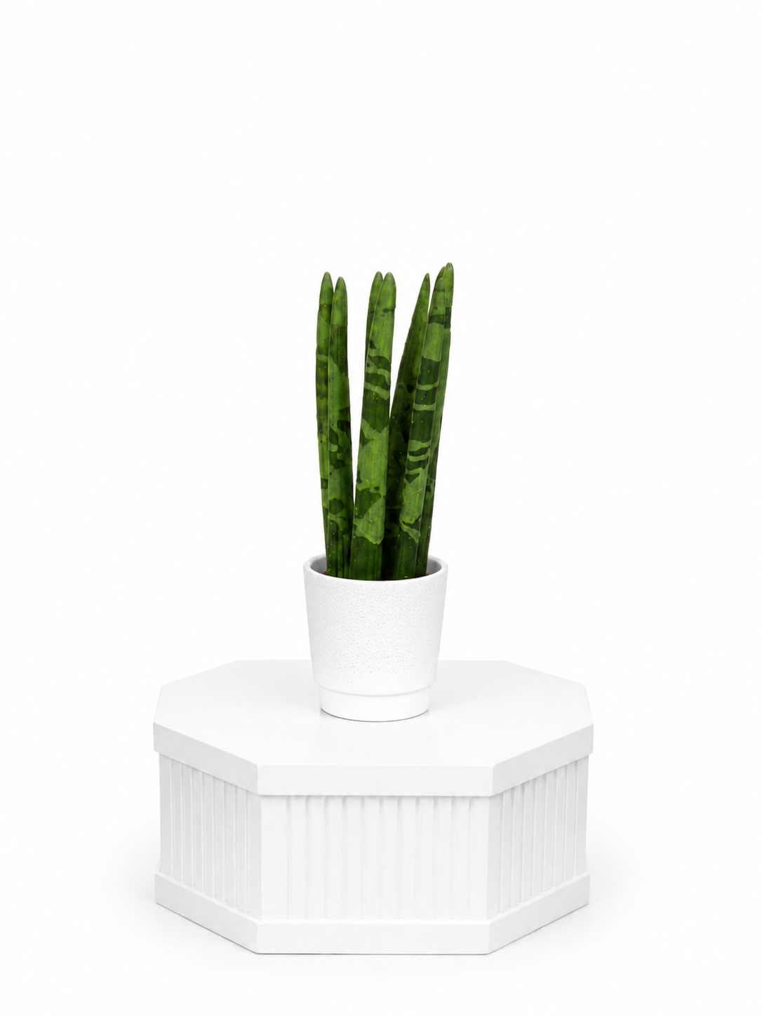 Cylindrical Snake Plant