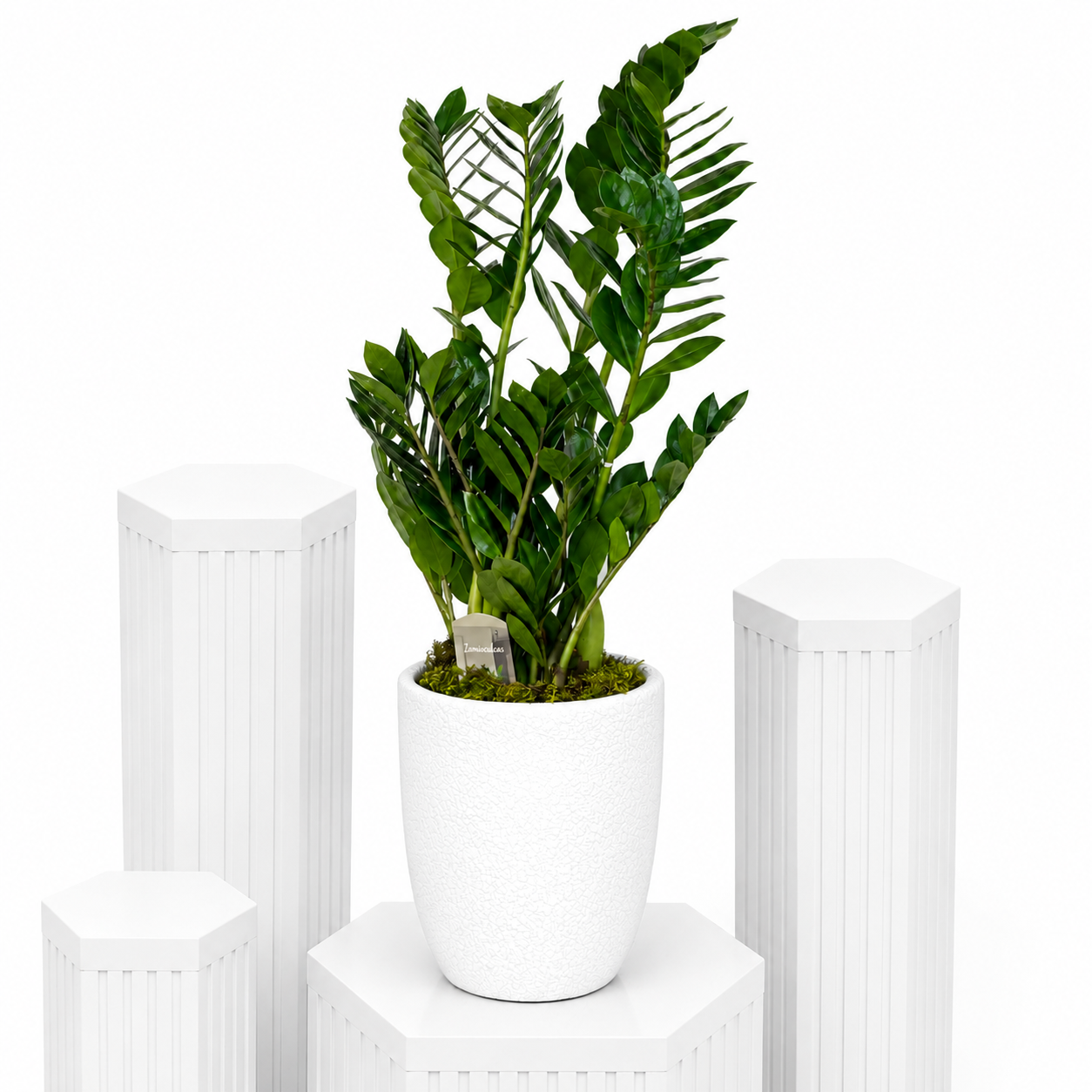 Zamiifolia Plant