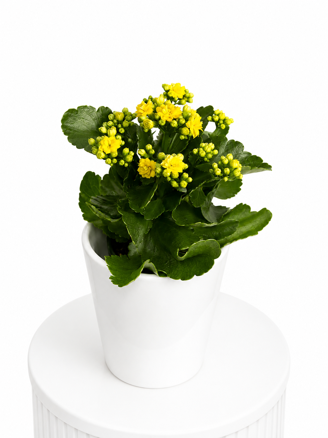 Yellow Kalanchoe Delight