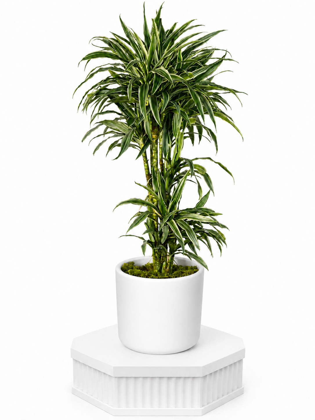 White Harmony Dracaena