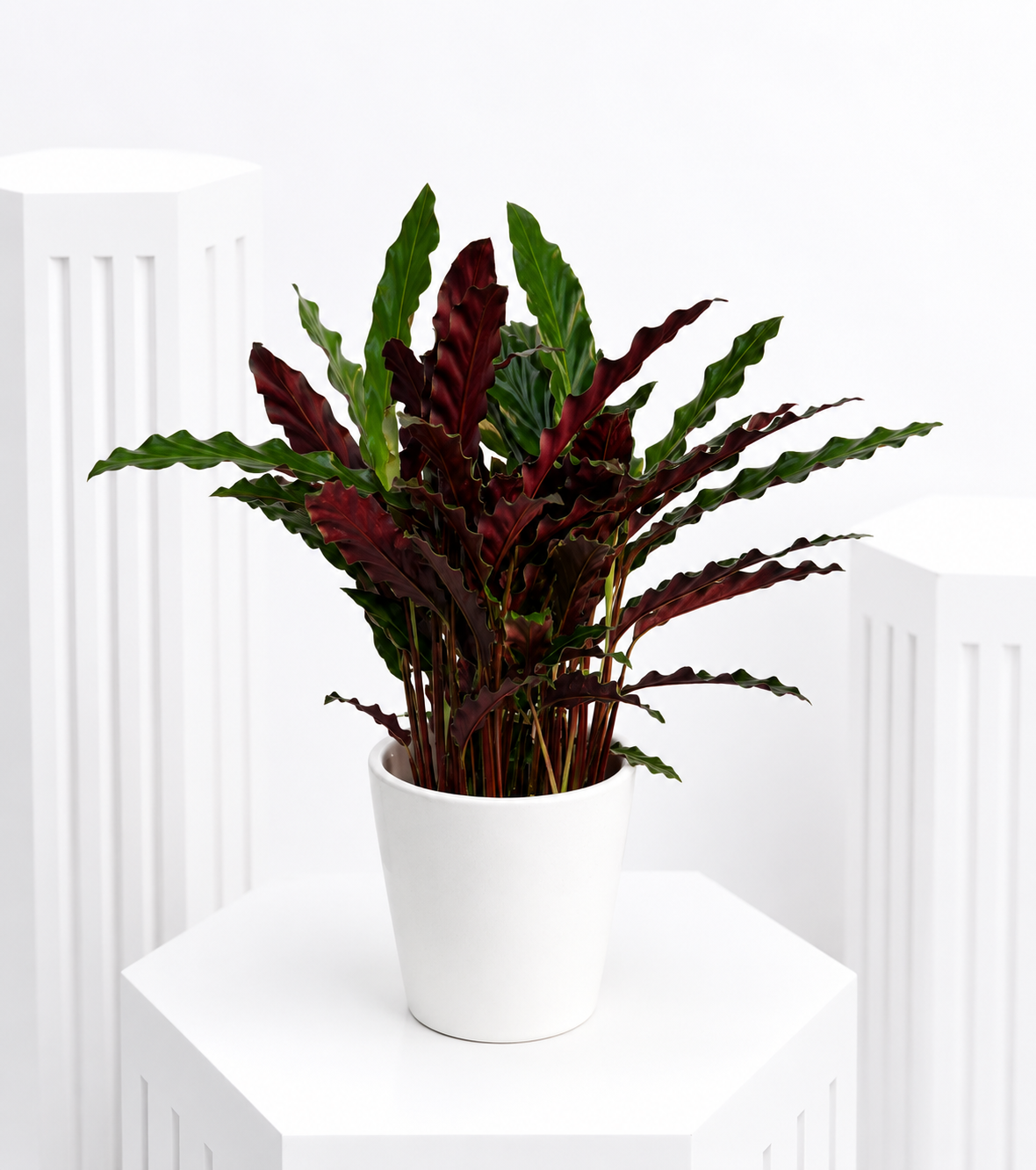 Velvet Calathea