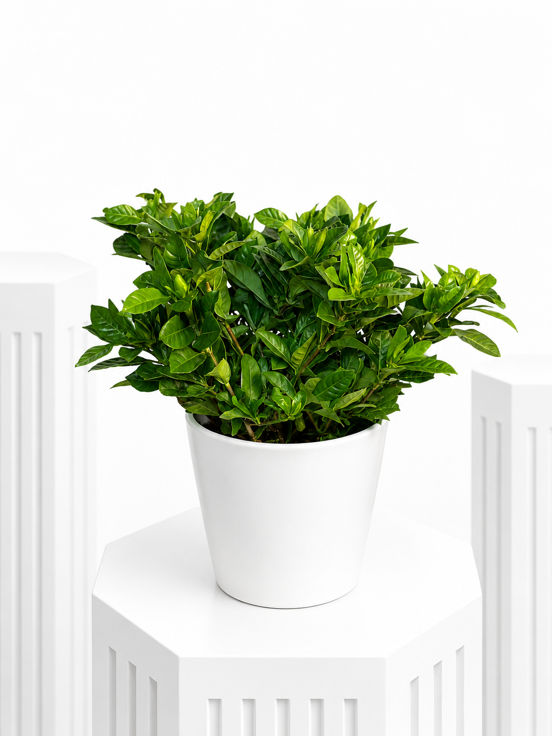 Gardenia Green Elegance