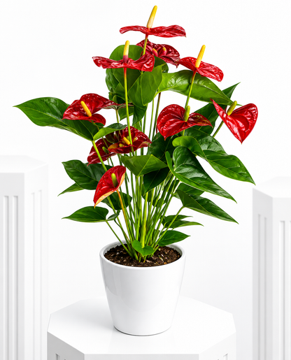 Tropical Anthurium Beauty