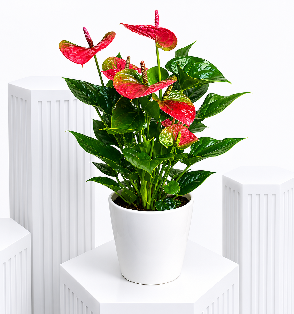 Anthurium Charm