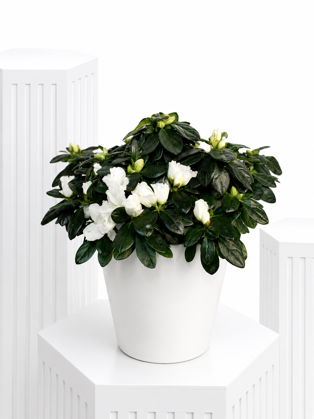 Snow White Azalea