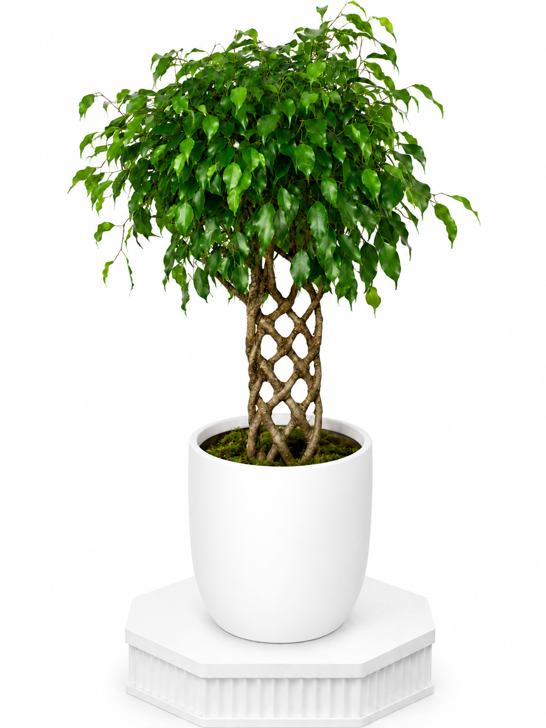 Emerald Twist Ficus