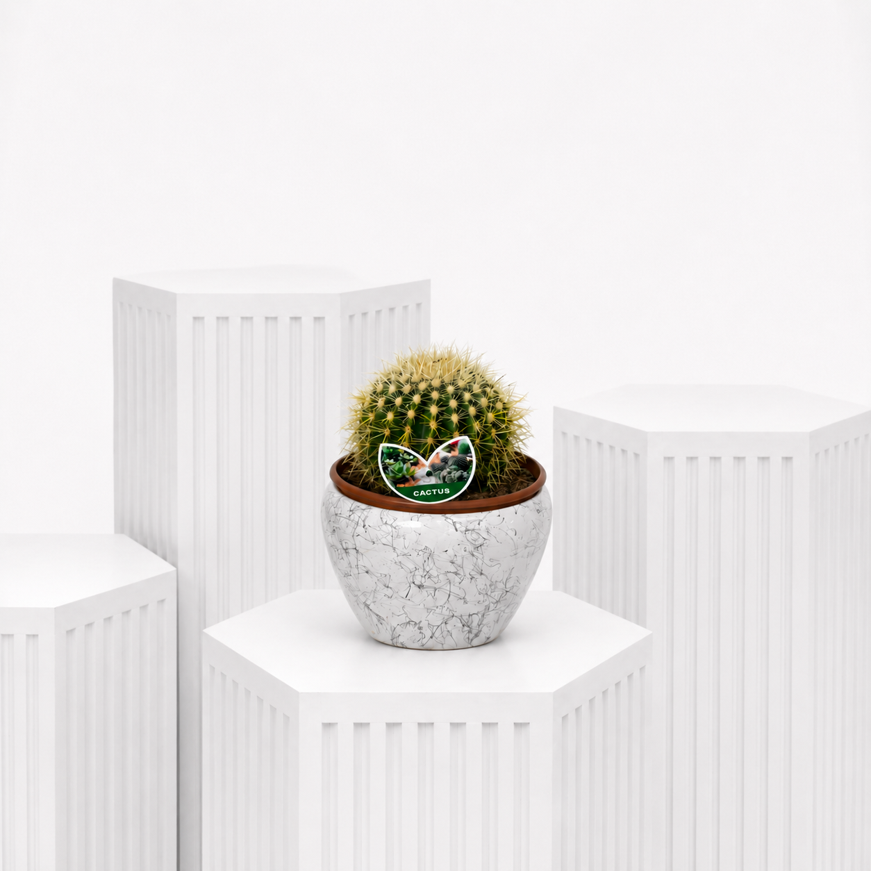 Cactus Cutie
