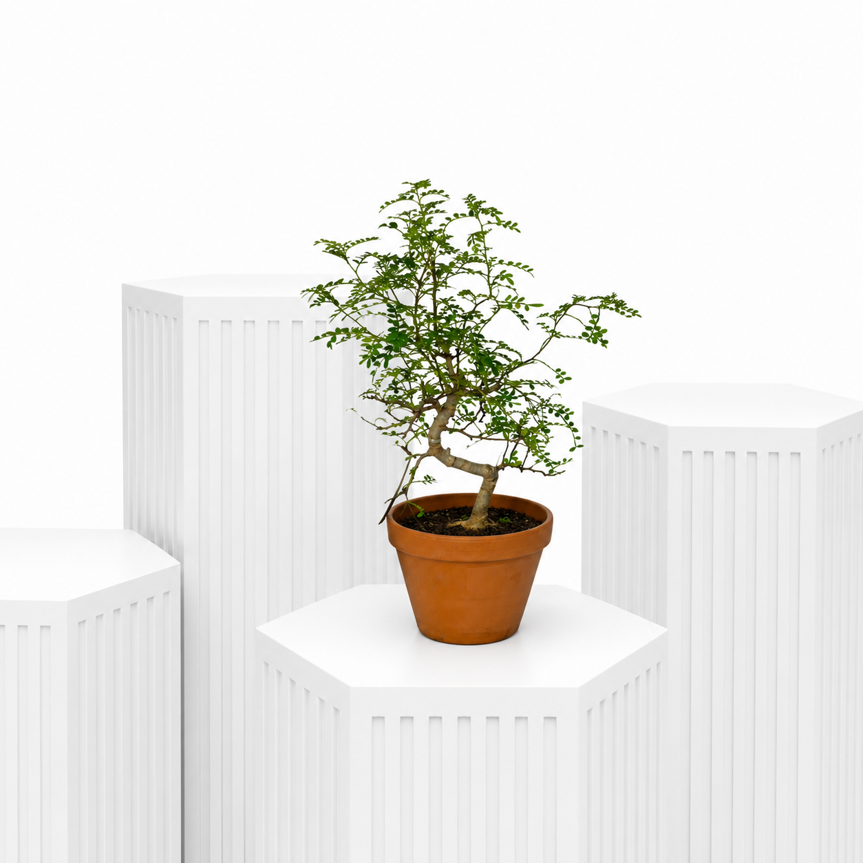 Living Art Bonsai