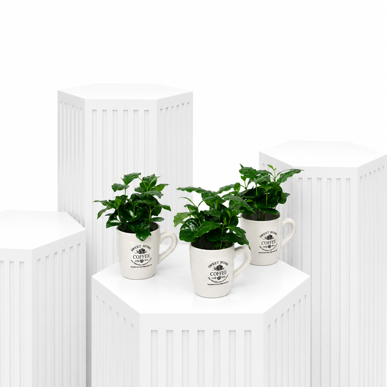 Coffee Plant