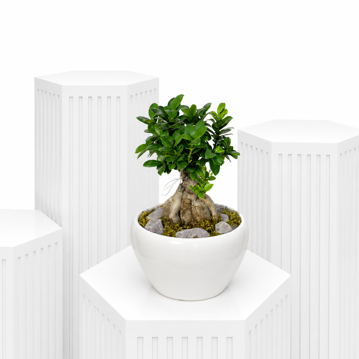 Ficus Ginseng Bonsai