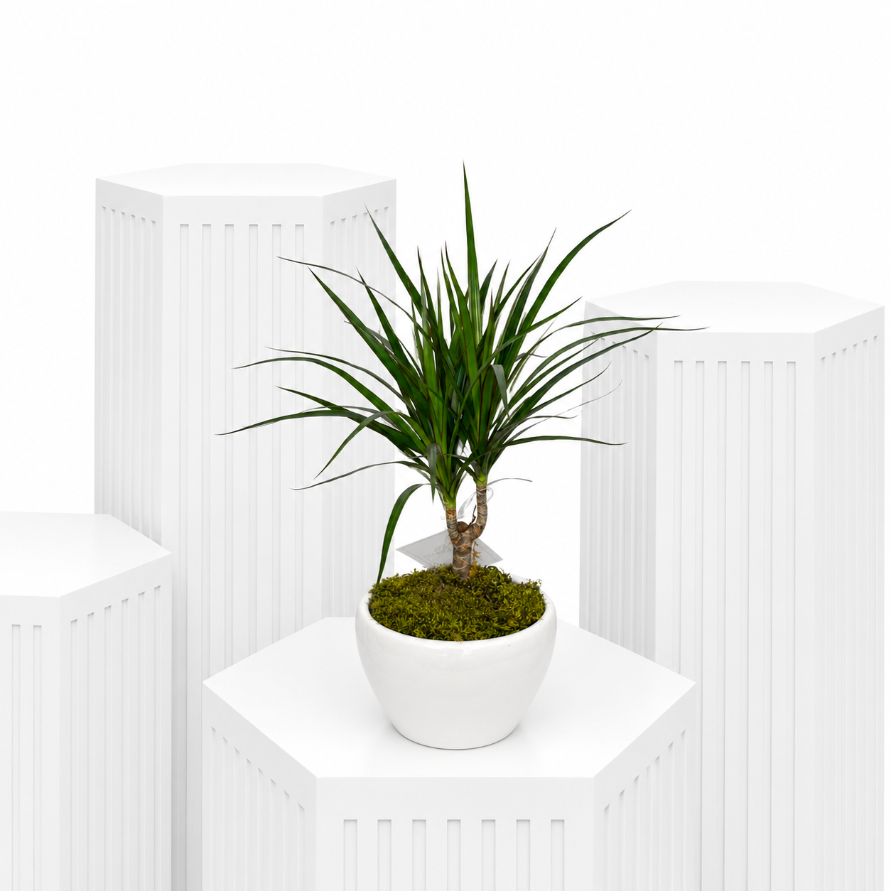 Mini Dragon Tree