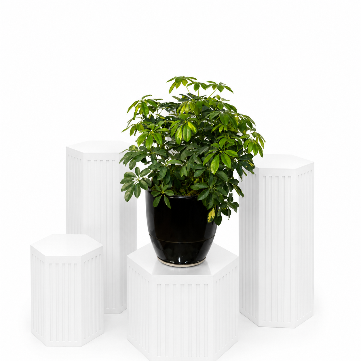 Dwarf Umbrella Plant