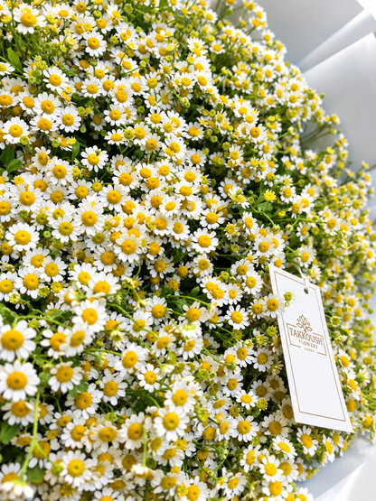 Daisy Bouquet