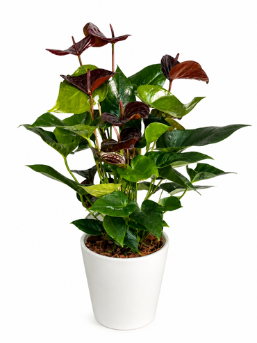 Anthurium Serenity