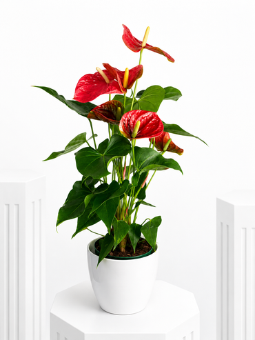 Tropical Anthurium Beauty
