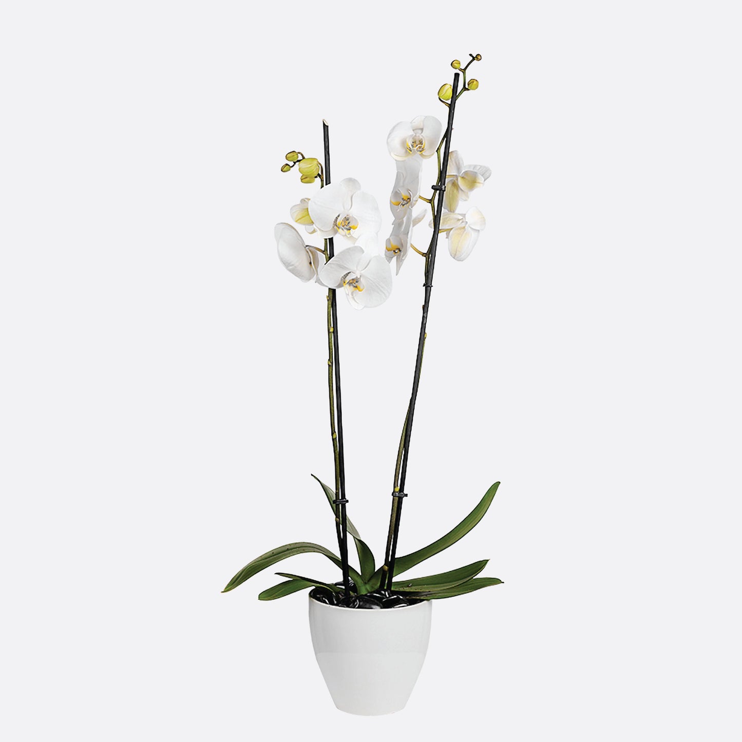 Single Orchids