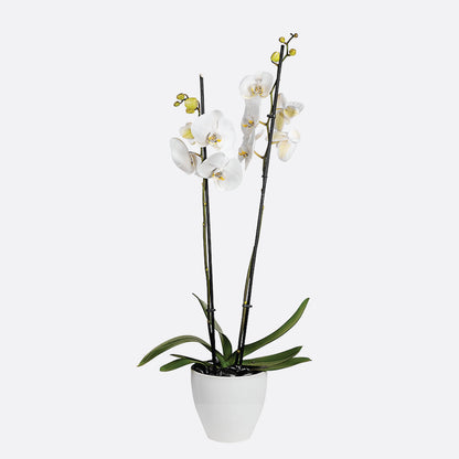 Single Orchids