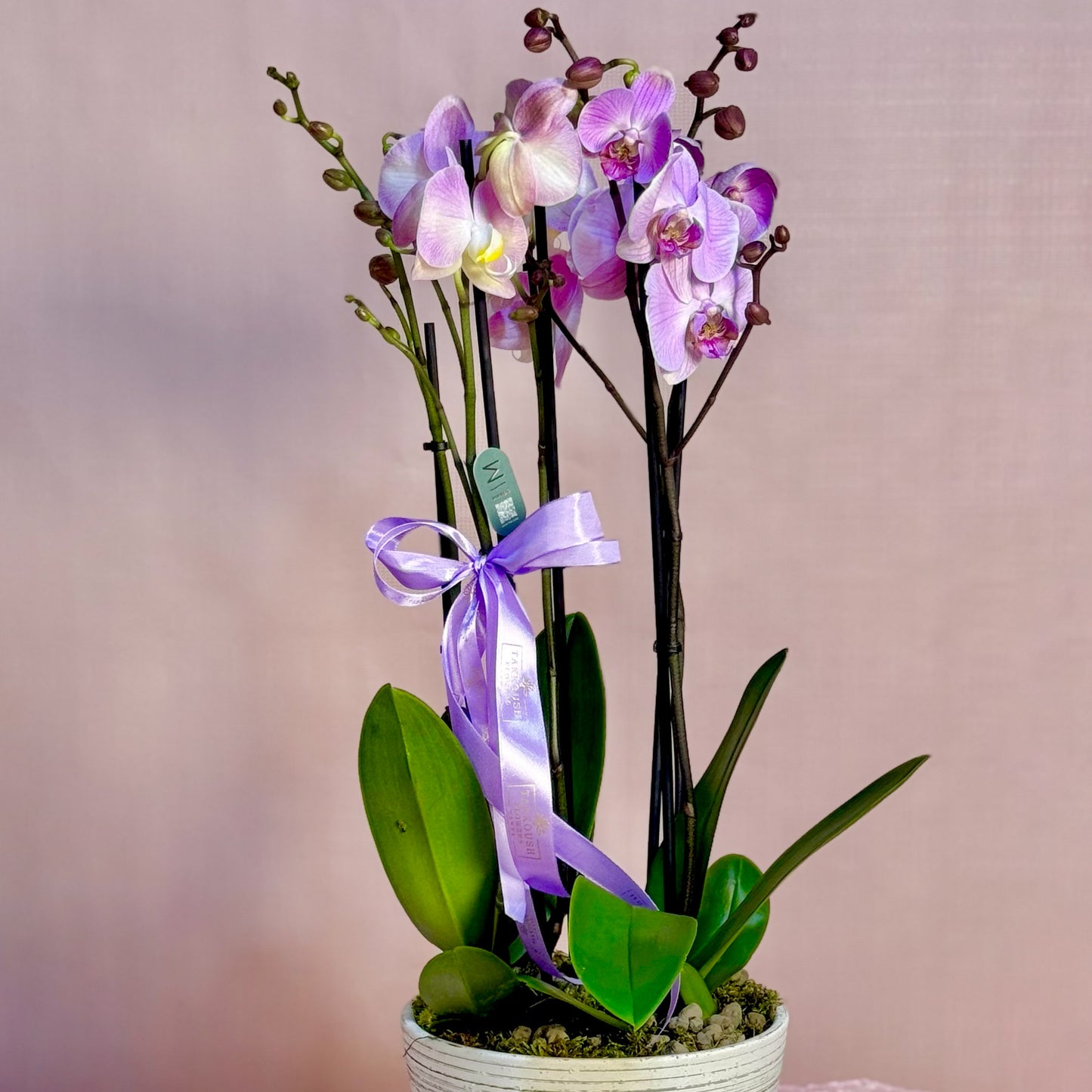 Lilac Majestic Orchid