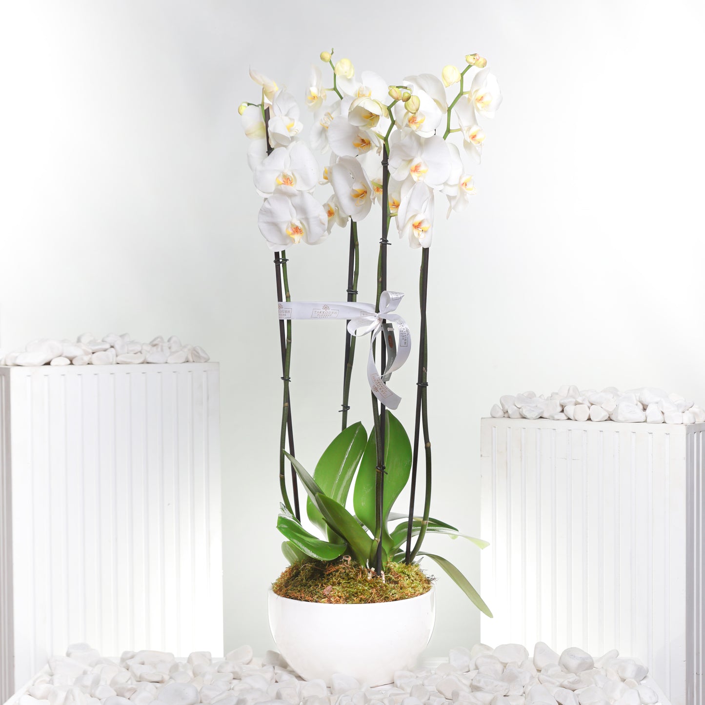 Medium White Orchid