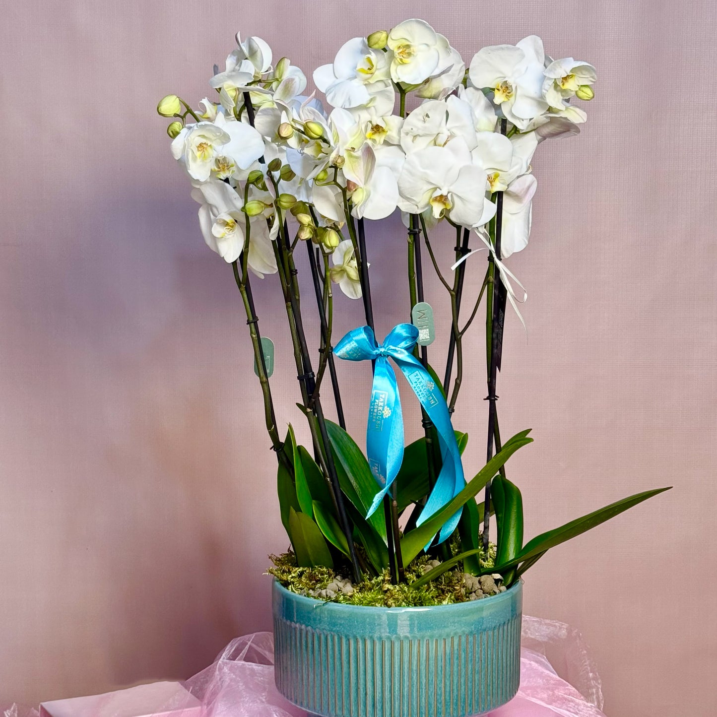 Noble Orchid Vase