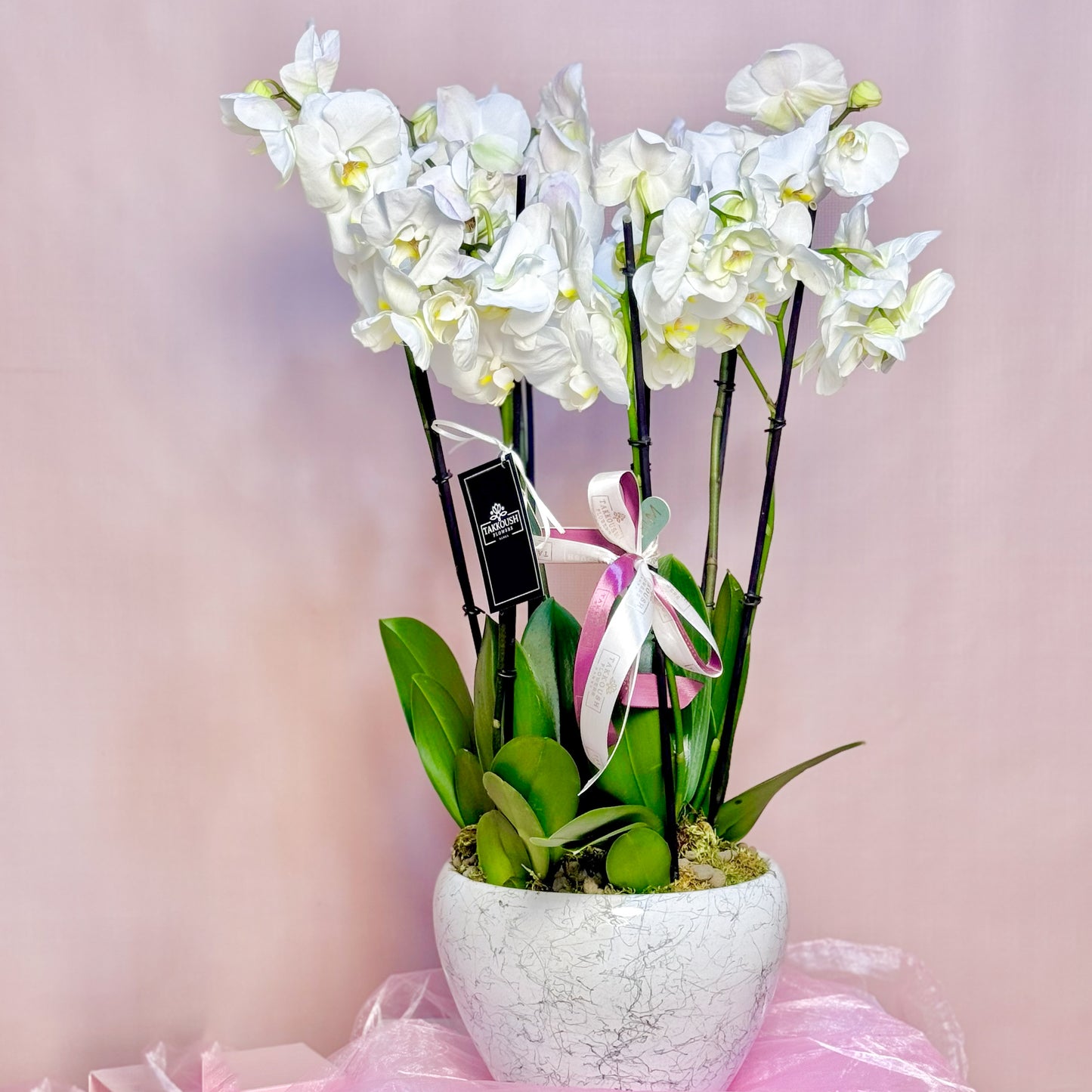 Orchid Serenity