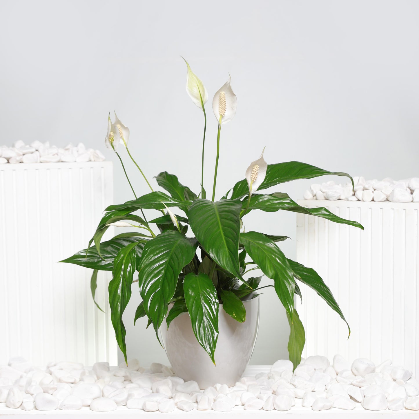 Peace Lily