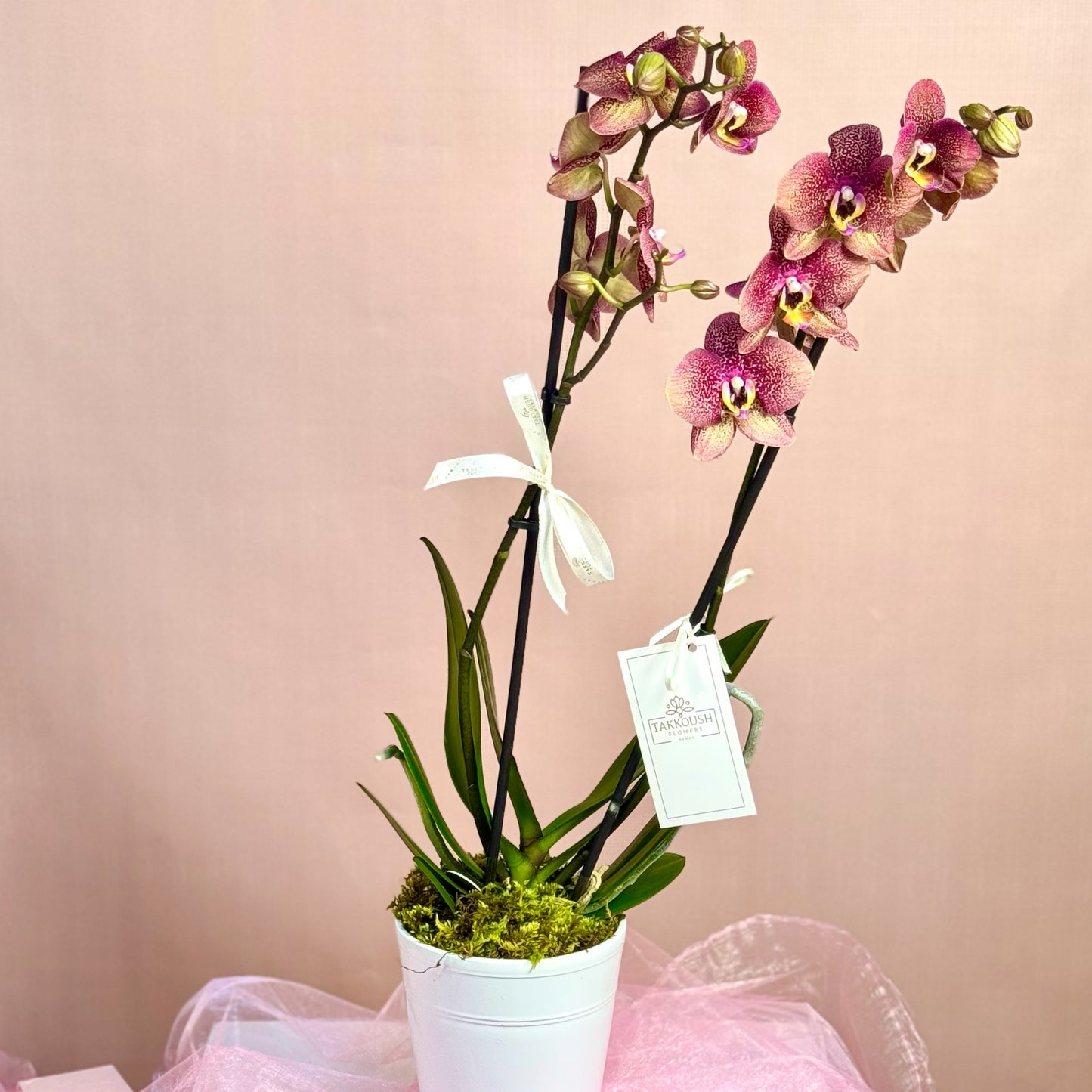 Single Orchids
