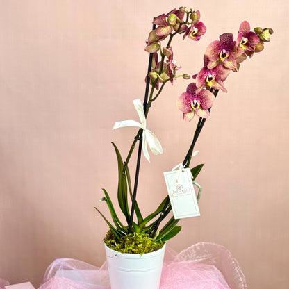Single Orchids