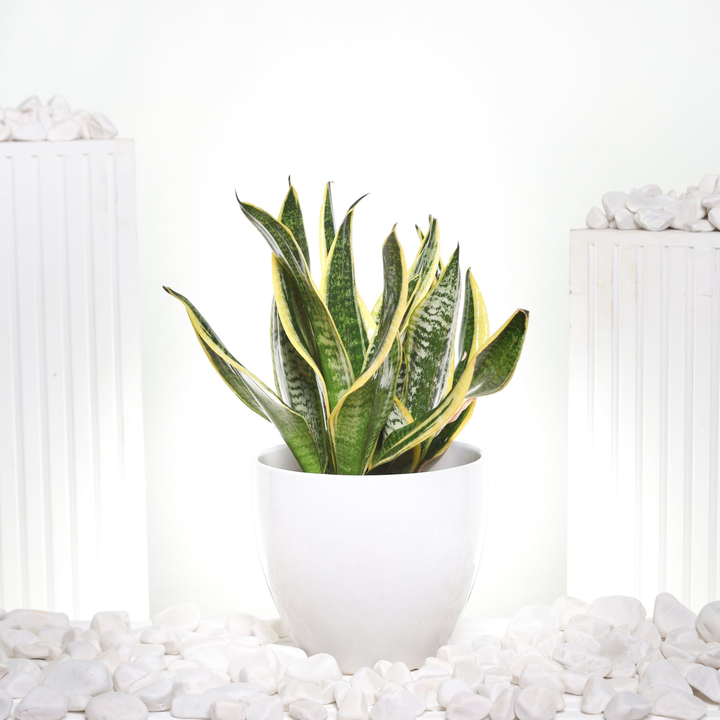 Medium Snake Plant