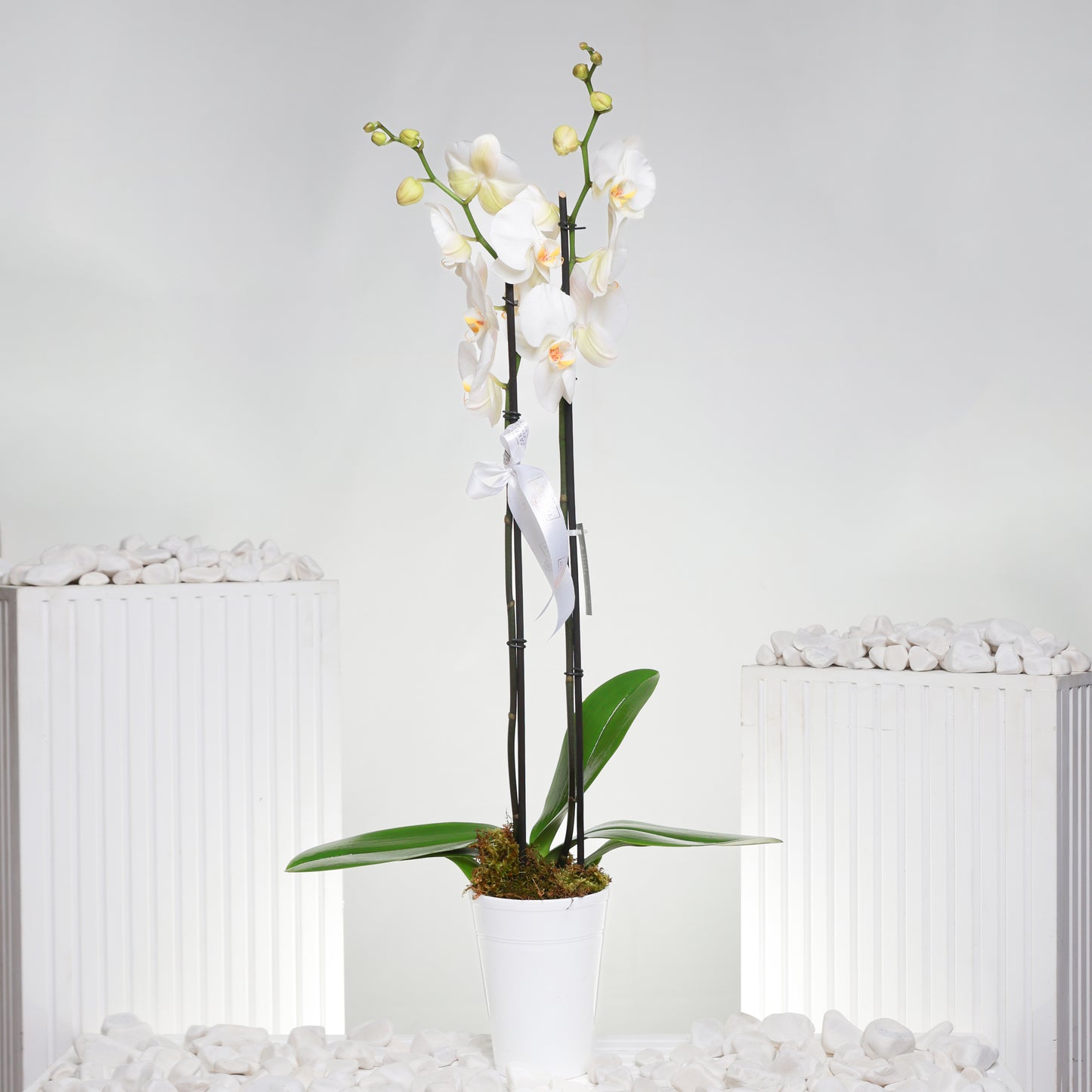 Small White Orchid
