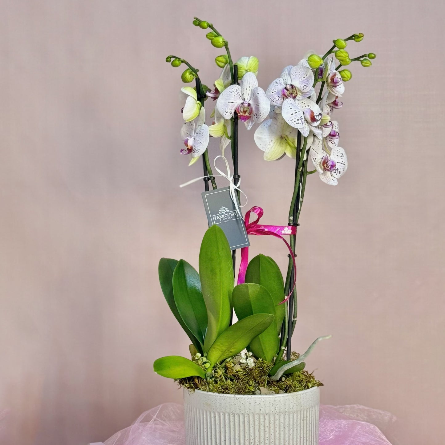 Velvet Majestic Orchid
