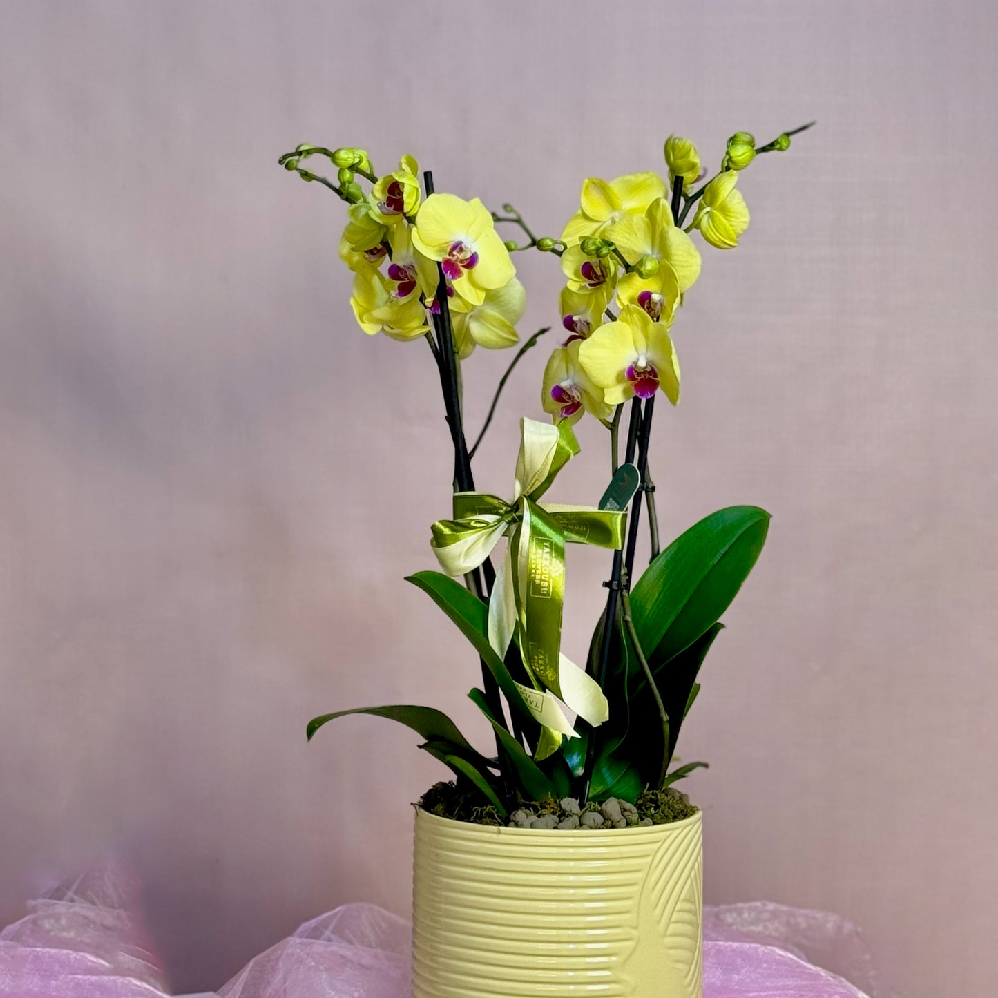Yellow Majestic Orchid