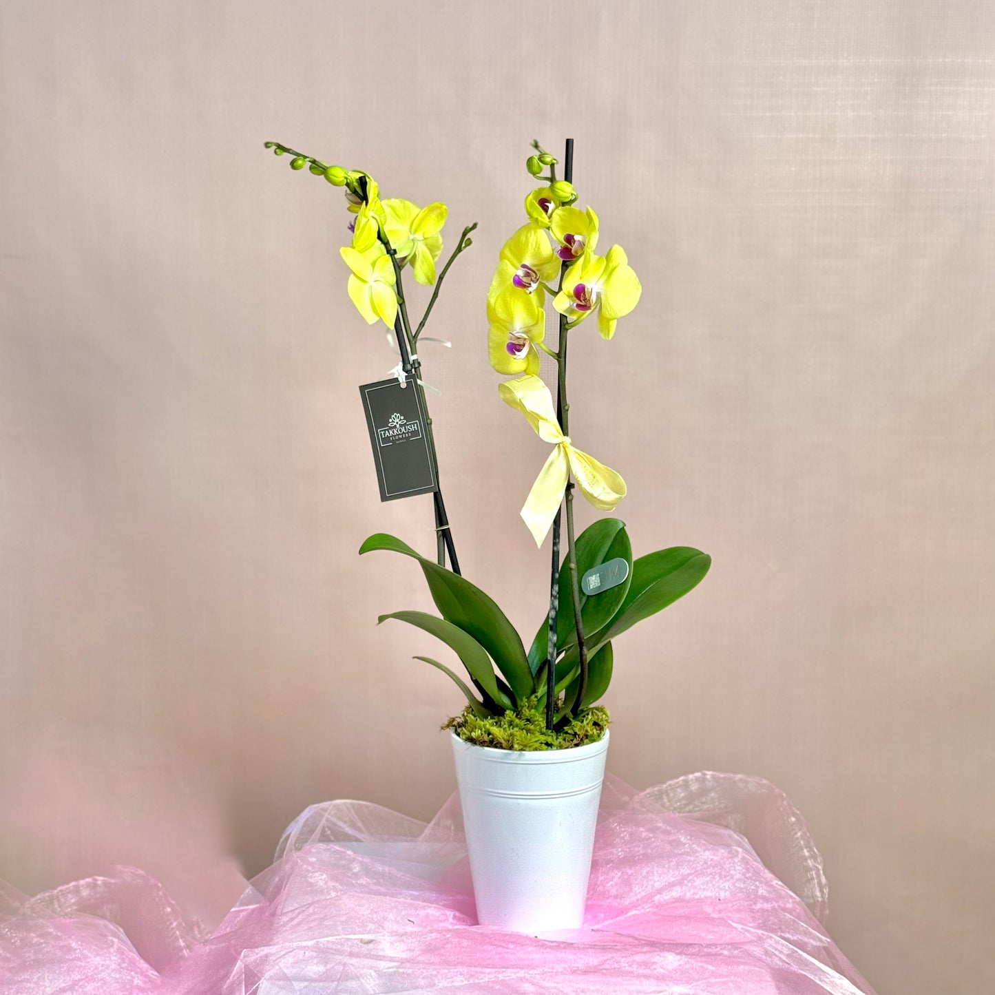 Single Orchids